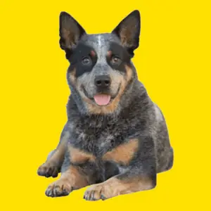 Puppy